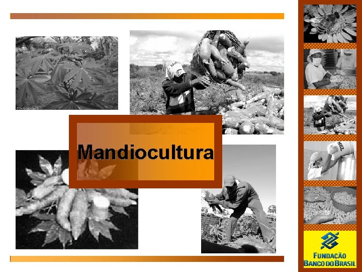 Mandiocultura Mandiocultura
