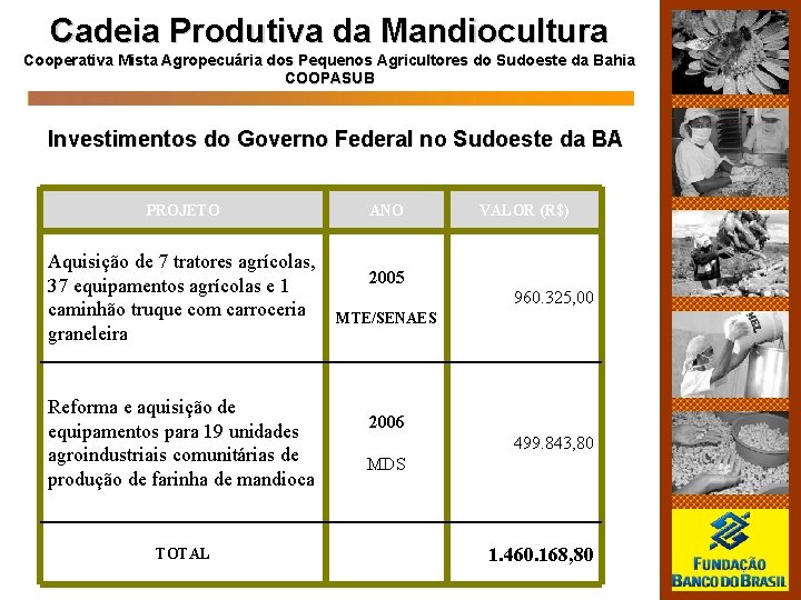 Cadeia Produtiva da Mandiocultura Cooperativa Mista Agropecuária dos Pequenos Agricultores do Sudoeste da Bahia