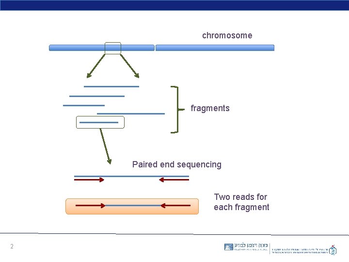 chromosome fragments Paired end sequencing Two reads for each fragment 2 