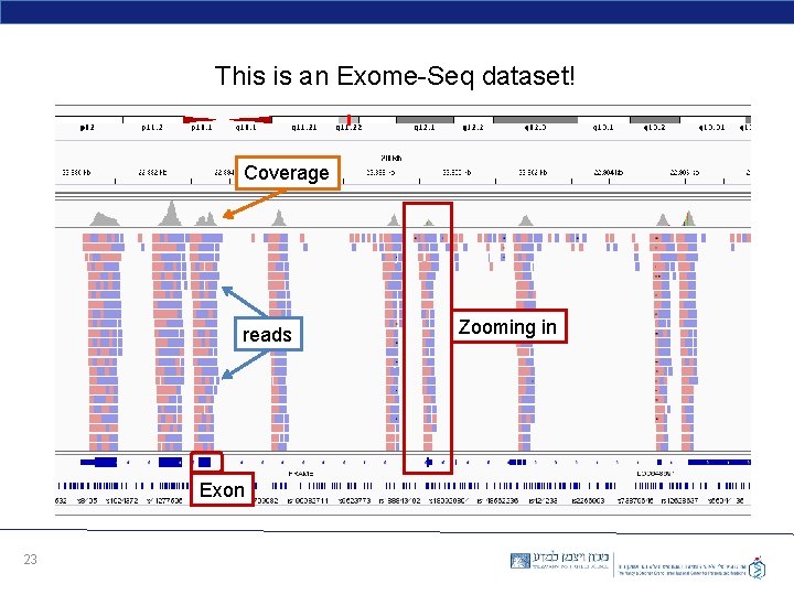 This is an Exome-Seq dataset! Coverage reads Exon 23 Zooming in 