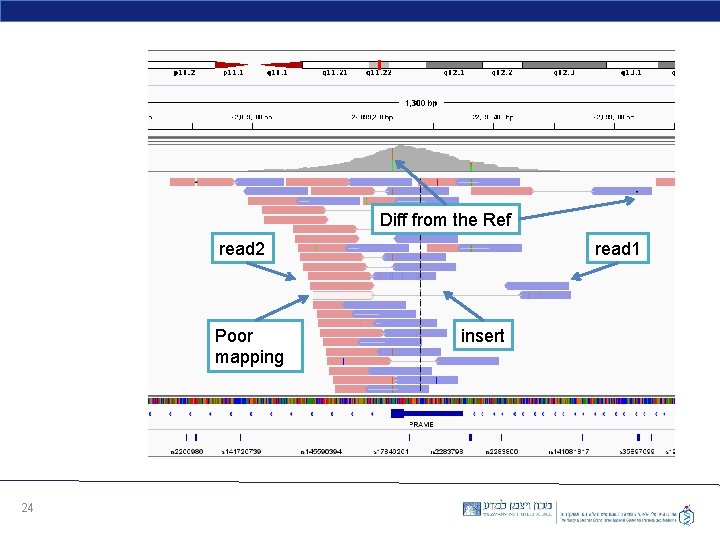 Diff from the Ref read 2 Poor mapping 24 read 1 insert 