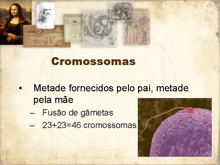 Cromossomas • Metade fornecidos pelo pai, metade pela mãe – Fusão de gâmetas –