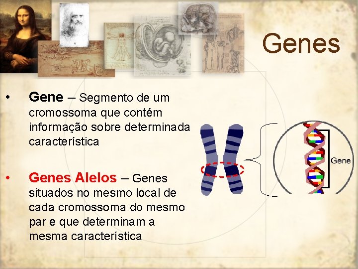 Genes • Gene – Segmento de um cromossoma que contém informação sobre determinada característica