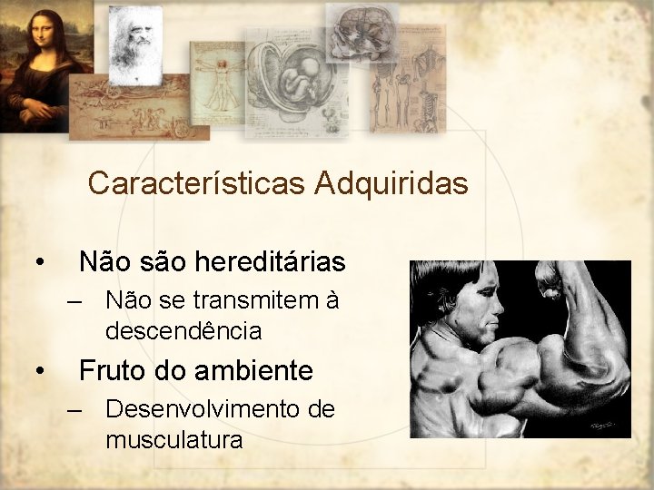 Características Adquiridas • Não são hereditárias – Não se transmitem à descendência • Fruto