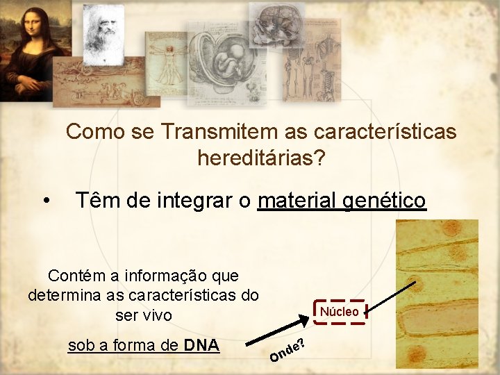 Como se Transmitem as características hereditárias? • Têm de integrar o material genético Contém