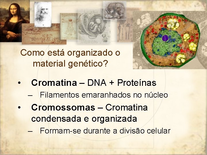 Como está organizado o material genético? • Cromatina – DNA + Proteínas – Filamentos