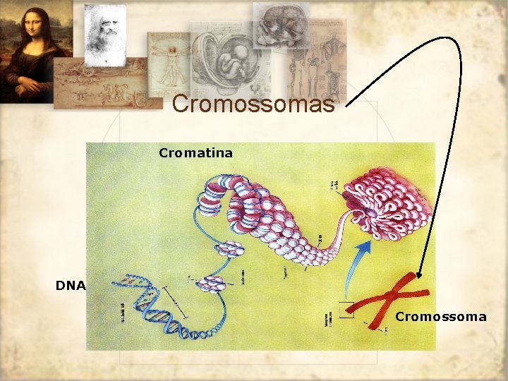 Cromossomas Cromatina DNA Cromossoma 