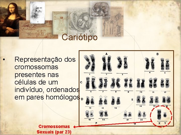 Cariótipo • Representação dos cromossomas presentes nas células de um indivíduo, ordenados em pares