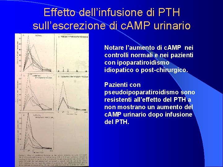 Effetto dell’infusione di PTH sull’escrezione di c. AMP urinario Notare l’aumento di c. AMP