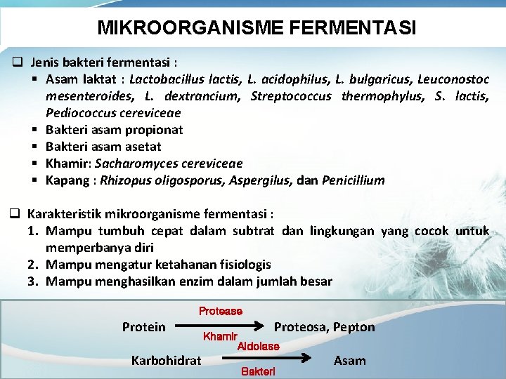 MIKROORGANISME FERMENTASI q Jenis bakteri fermentasi : § Asam laktat : Lactobacillus lactis, L.