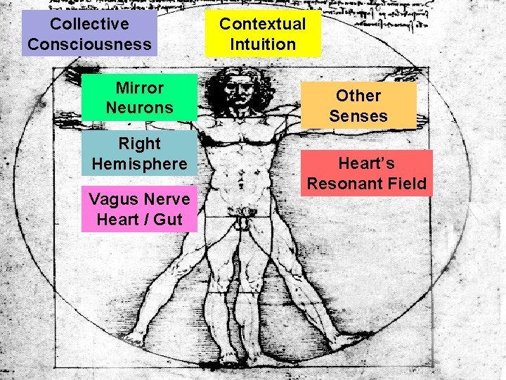 Collective Consciousness Mirror Neurons Right Hemisphere Vagus Nerve Heart / Gut Contextual Intuition Other