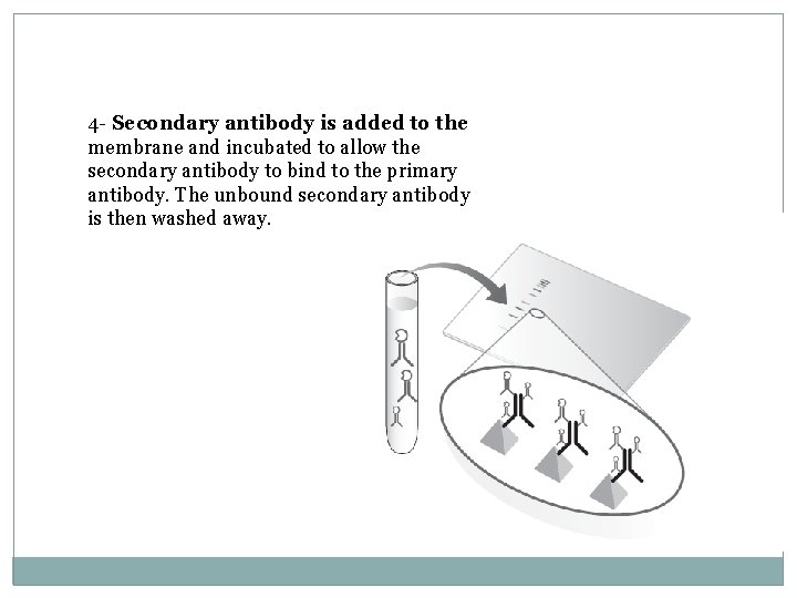 4 - Secondary antibody is added to the membrane and incubated to allow the