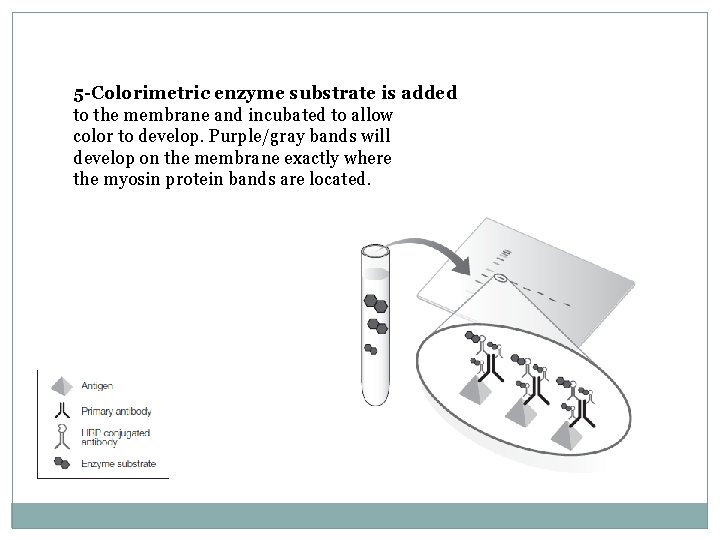 5 -Colorimetric enzyme substrate is added to the membrane and incubated to allow color