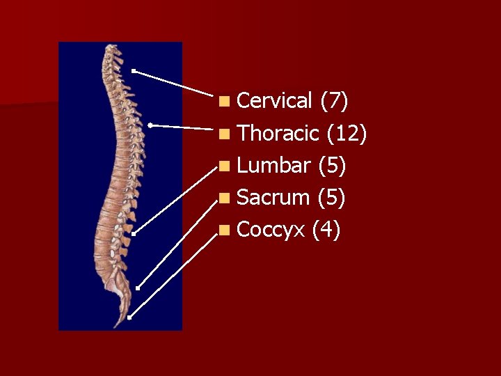 n Cervical (7) n Thoracic (12) n Lumbar (5) n Sacrum (5) n Coccyx n Cervical (7) n Thoracic (12) n Lumbar (5) n Sacrum (5) n Coccyx