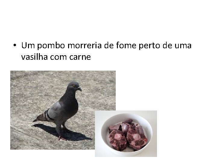  • Um pombo morreria de fome perto de uma vasilha com carne 