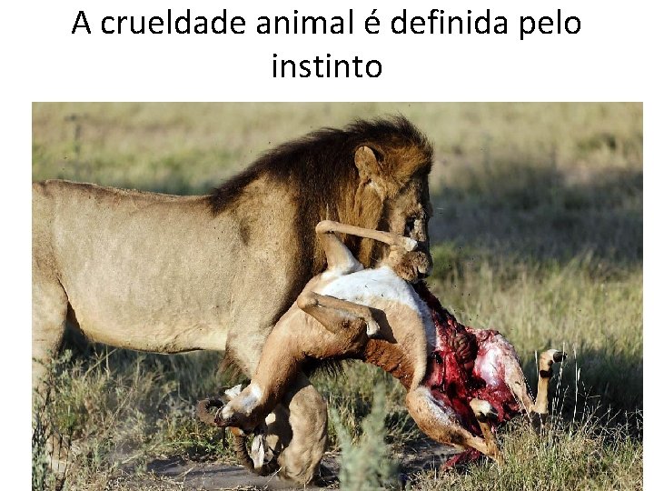 A crueldade animal é definida pelo instinto 