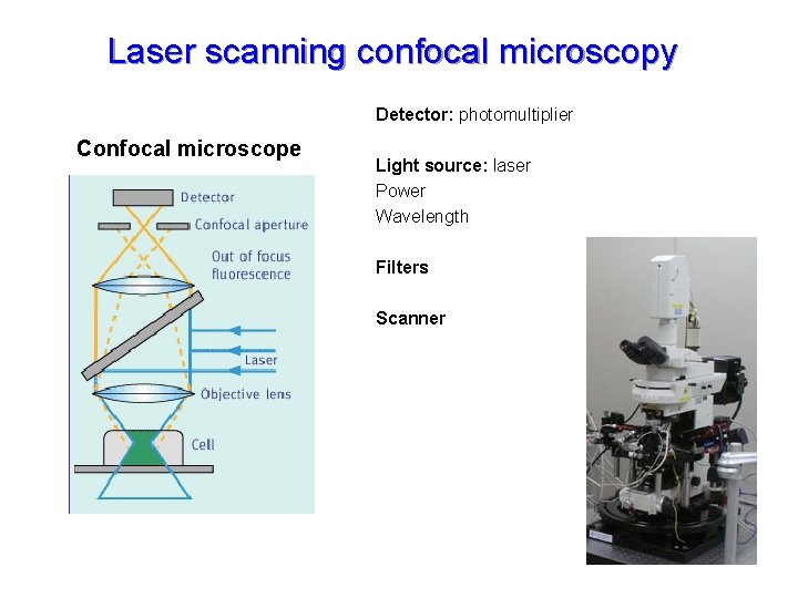Laser scanning confocal microscopy Detector: photomultiplier Confocal microscope Light source: laser Power Wavelength Filters