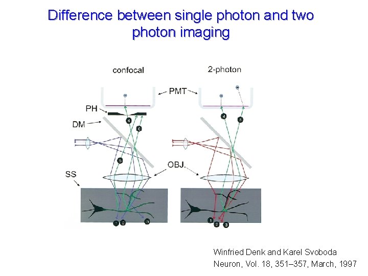 Difference between single photon and two photon imaging Winfried Denk and Karel Svoboda Neuron,