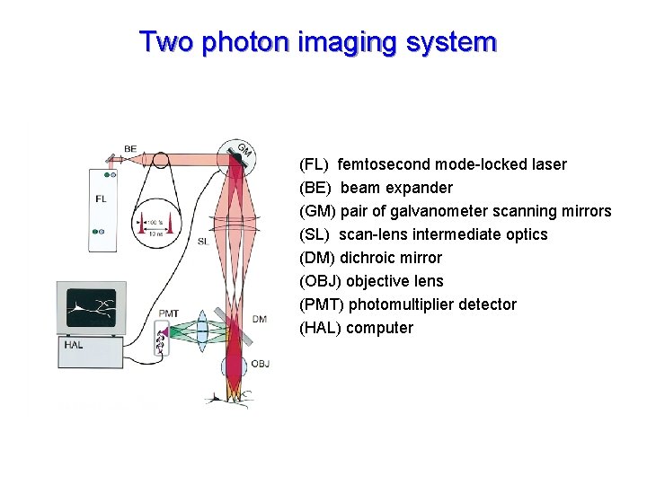 Two photon imaging system (FL) femtosecond mode-locked laser (BE) beam expander (GM) pair of