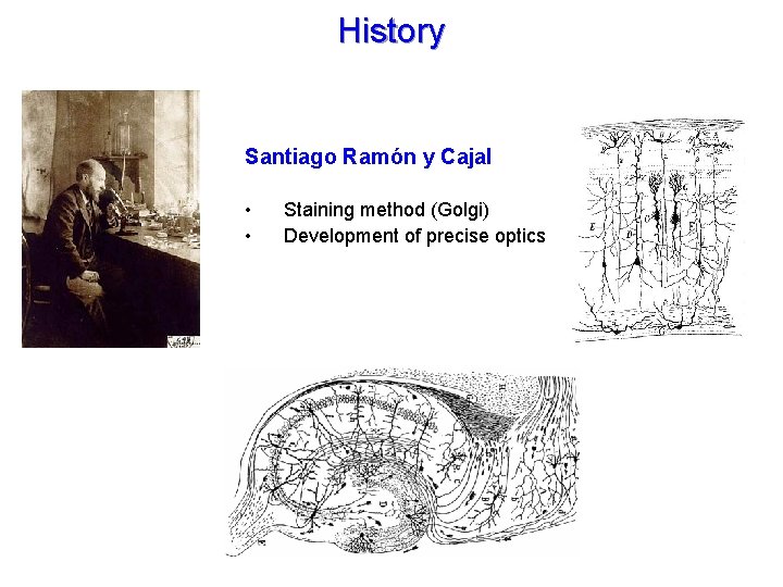 History Santiago Ramón y Cajal • • Staining method (Golgi) Development of precise optics