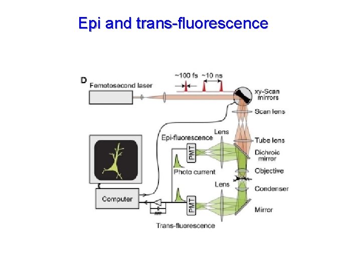 Epi and trans-fluorescence 