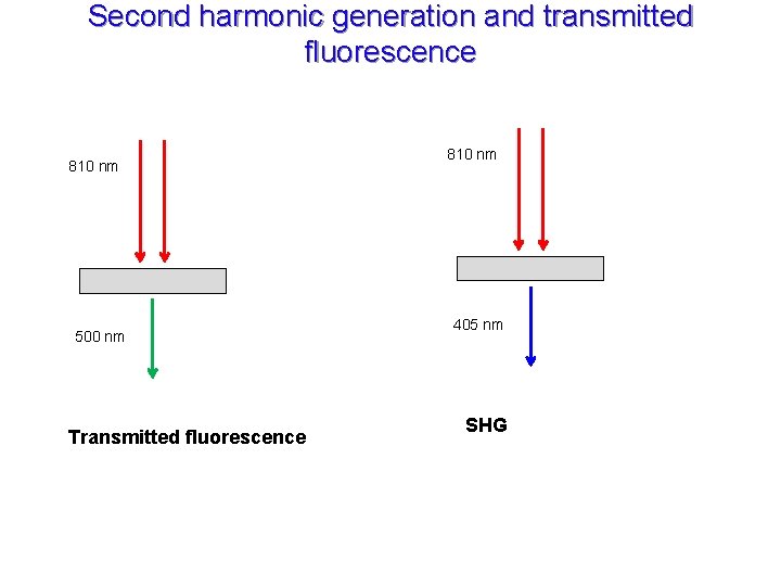 Second harmonic generation and transmitted fluorescence 810 nm 500 nm Transmitted fluorescence 810 nm