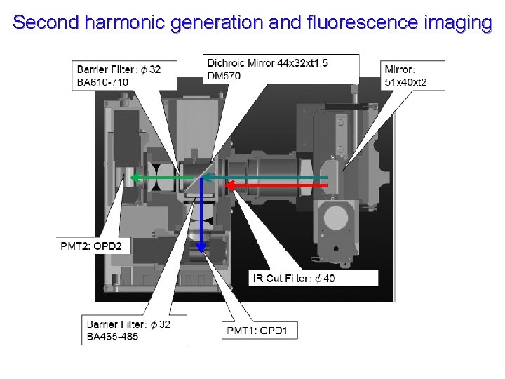 Second harmonic generation and fluorescence imaging 