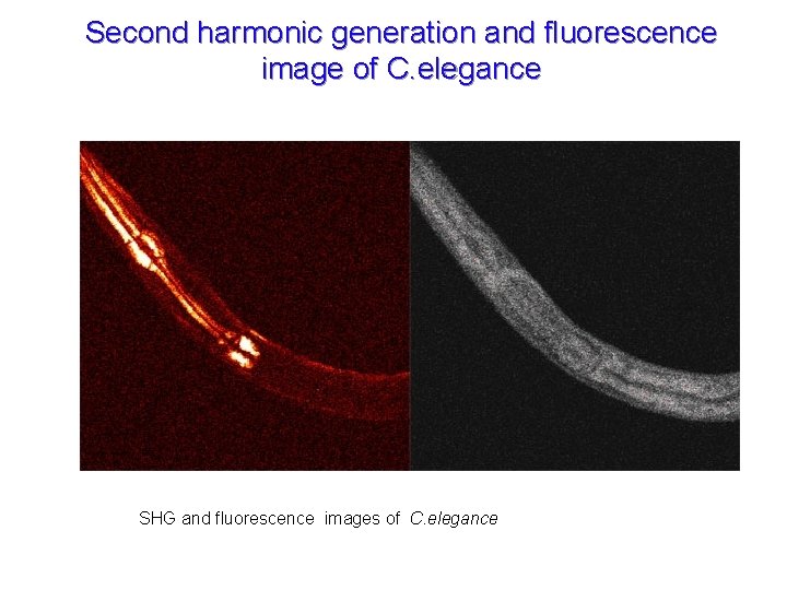 Second harmonic generation and fluorescence image of C. elegance SHG and fluorescence images of