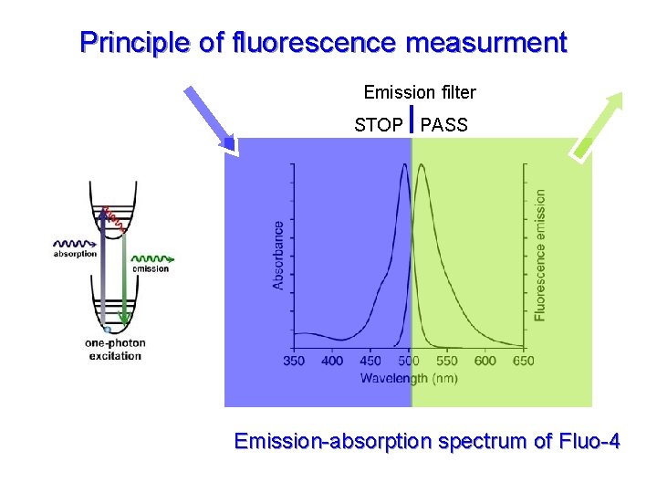 Principle of fluorescence measurment Emission filter STOP PASS Emission-absorption spectrum of Fluo-4 