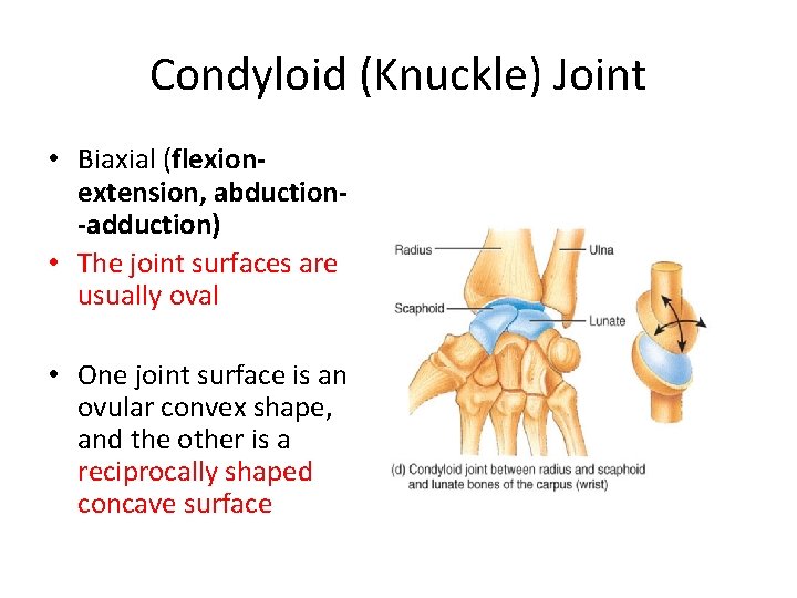Condyloid (Knuckle) Joint • Biaxial (flexion extension, abduction adduction) • The joint surfaces are