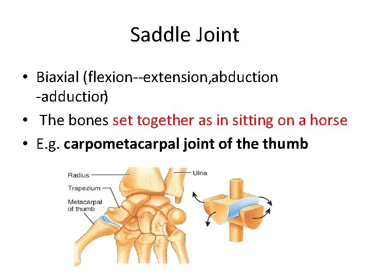 Saddle Joint • Biaxial (flexion extension, abduction adduction) • The bones set together as