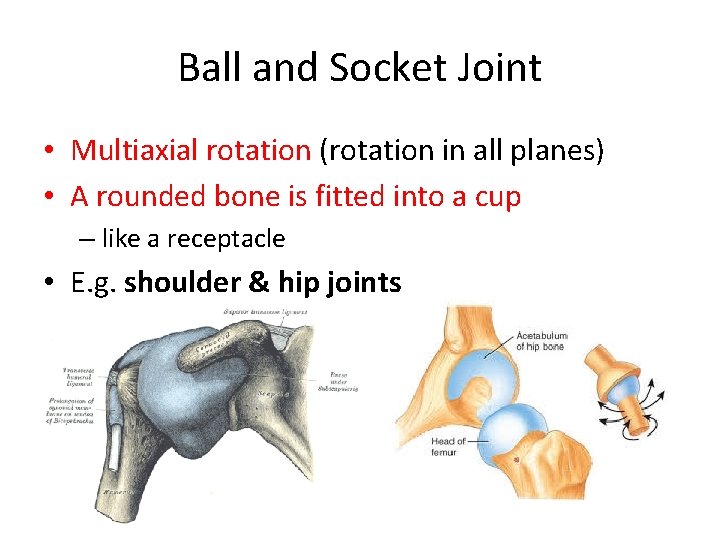 Ball and Socket Joint • Multiaxial rotation (rotation in all planes) • A rounded