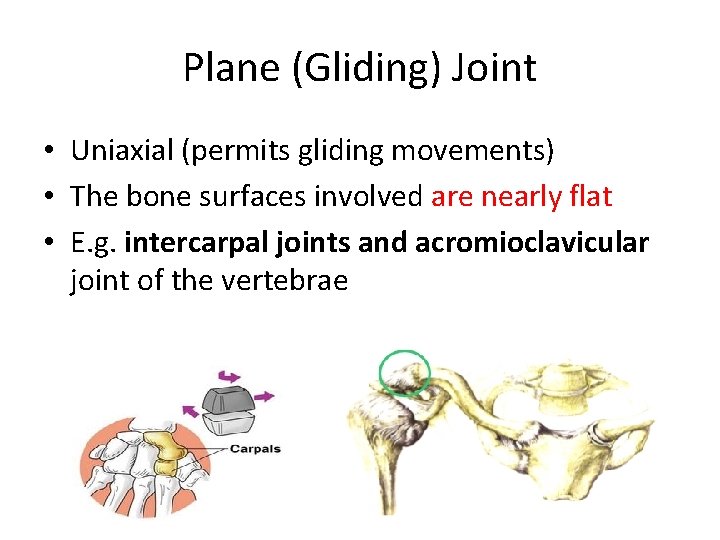 Plane (Gliding) Joint • Uniaxial (permits gliding movements) • The bone surfaces involved are