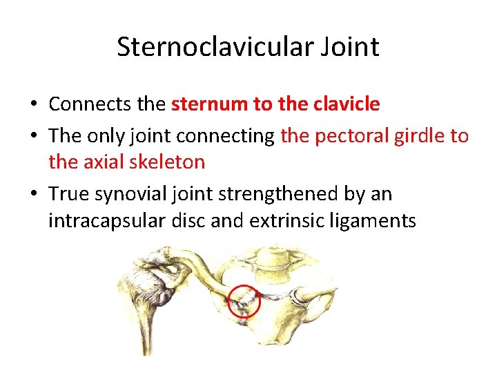 Sternoclavicular Joint • Connects the sternum to the clavicle • The only joint connecting