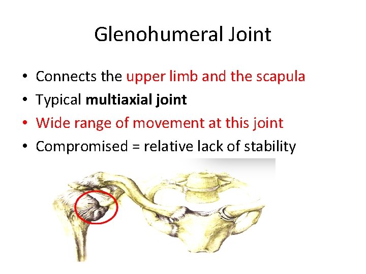 Glenohumeral Joint • • Connects the upper limb and the scapula Typical multiaxial joint