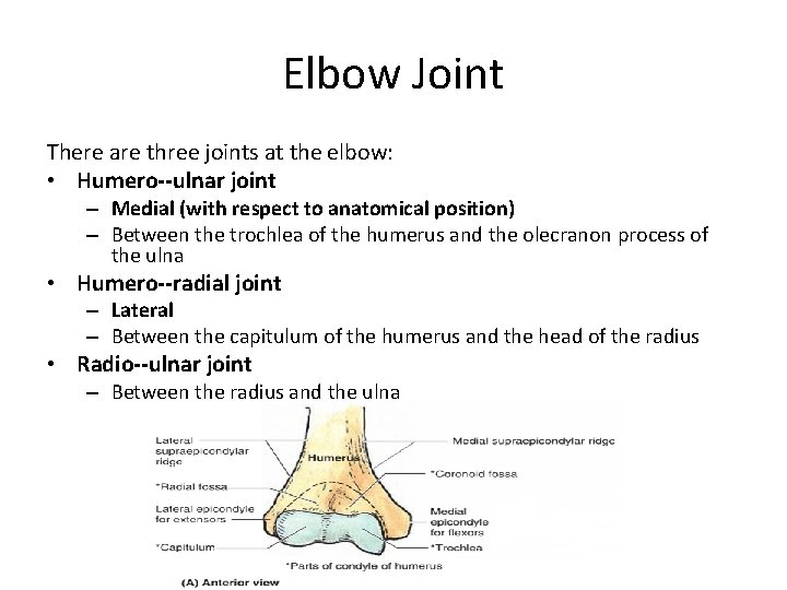 Elbow Joint There are three joints at the elbow: • Humero ulnar joint –