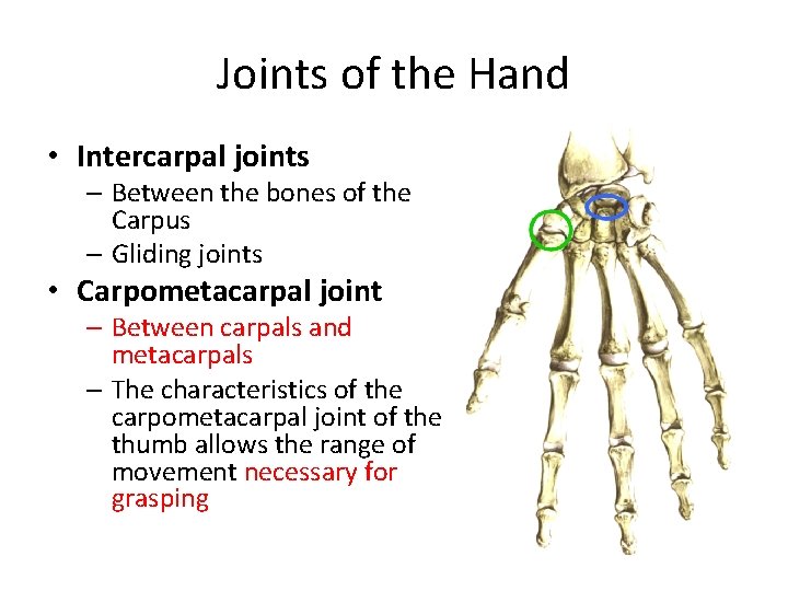 Joints of the Hand • Intercarpal joints – Between the bones of the Carpus