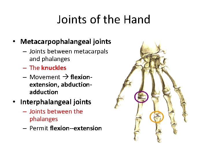 Joints of the Hand • Metacarpophalangeal joints – Joints between metacarpals and phalanges –