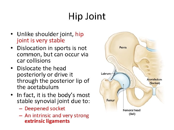 Hip Joint • Unlike shoulder joint, hip joint is very stable • Dislocation in