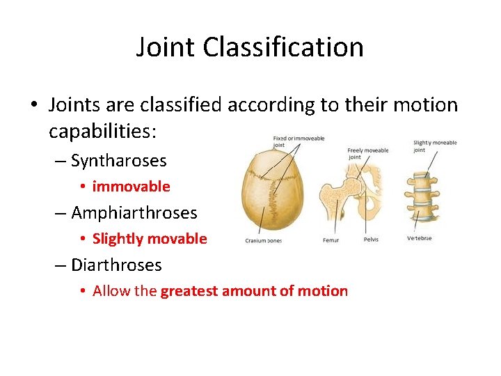 Joint Classification • Joints are classified according to their motion capabilities: – Syntharoses •