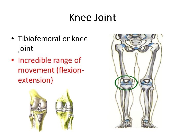 Knee Joint • Tibiofemoral or knee joint • Incredible range of movement (flexion extension)