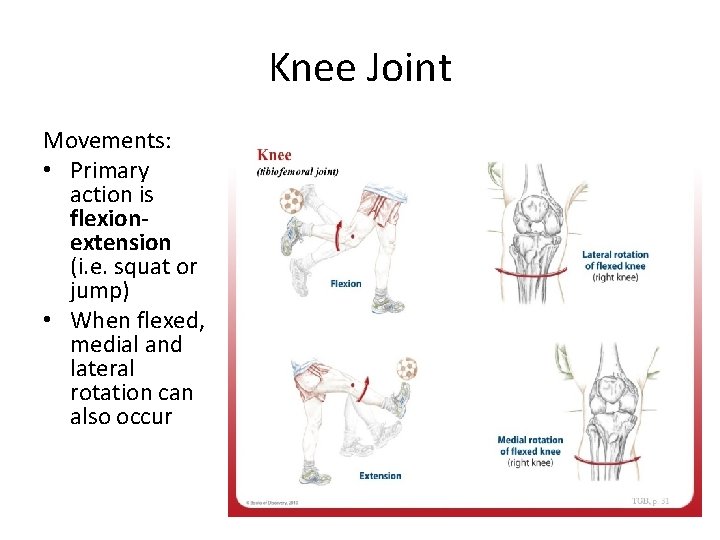 Knee Joint Movements: • Primary action is flexion extension (i. e. squat or jump)