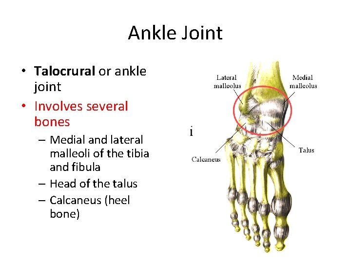 Ankle Joint • Talocrural or ankle joint • Involves several bones – Medial and