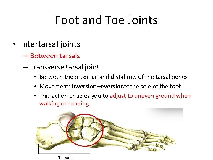 Foot and Toe Joints • Intertarsal joints – Between tarsals – Transverse tarsal joint