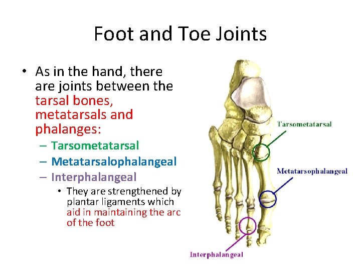 Foot and Toe Joints • As in the hand, there are joints between the