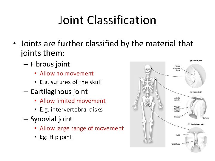 Joint Classification • Joints are further classified by the material that joints them: –