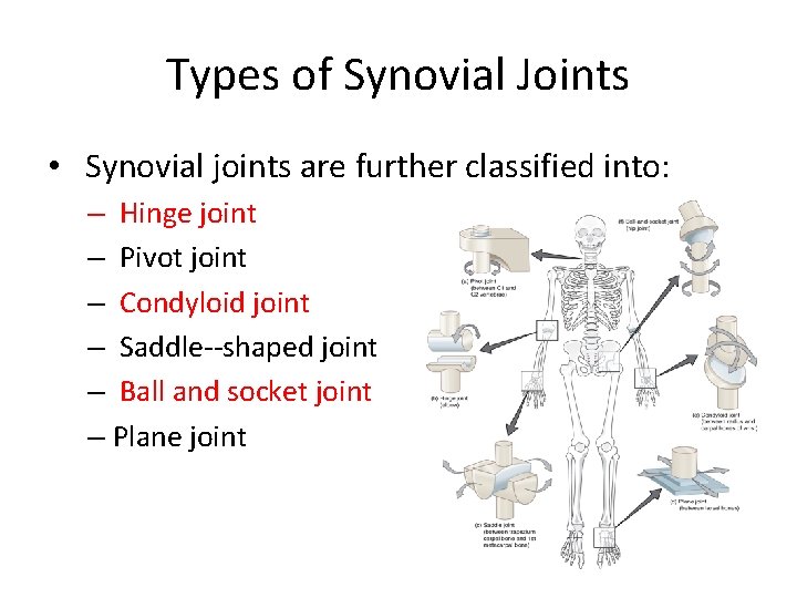 Types of Synovial Joints • Synovial joints are further classified into: – Hinge joint