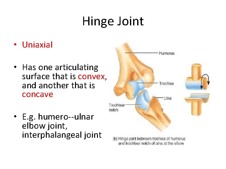 Hinge Joint • Uniaxial • Has one articulating surface that is convex, and another