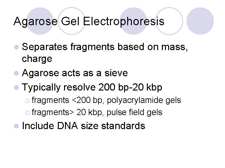 Agarose Gel Electrophoresis l Separates fragments based on mass, charge l Agarose acts as
