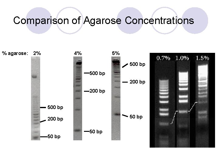 Comparison of Agarose Concentrations % agarose: 2% 4% 5% 500 bp 200 bp 500